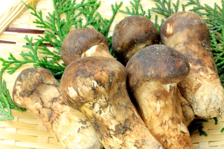 matsutake mushroomの写真素材