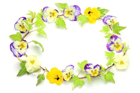 viola and ivyの写真素材