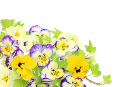 viola and ivyの写真素材