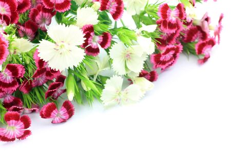 china pink の写真素材