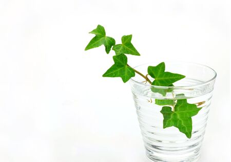 ivyの写真素材