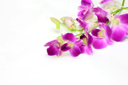 dendrobium phalaenopsisの写真素材