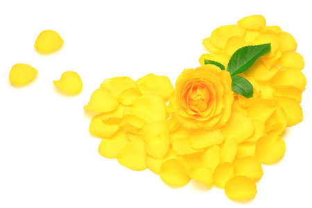 yellow rose の写真素材