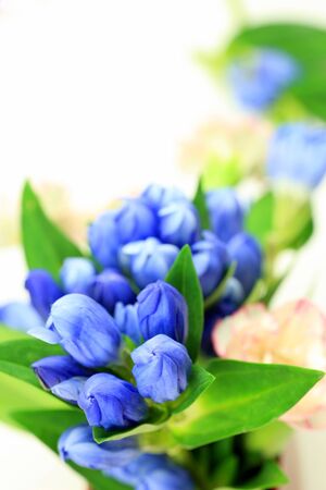 I took a gentian in a white background.の写真素材