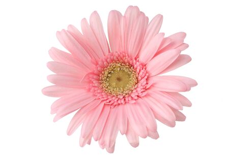 I took a gerbera in a white background.の写真素材