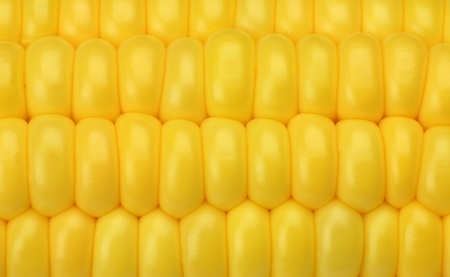 I took corn with up.の写真素材