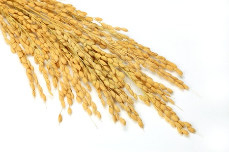 I took an ear of rice in a white background.の写真素材