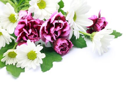 I took a carnation and a chrysanthemum in a white background.の写真素材