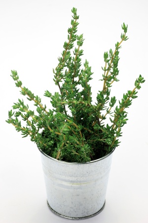 I put thyme in a bucket and took it in a white background  の写真素材