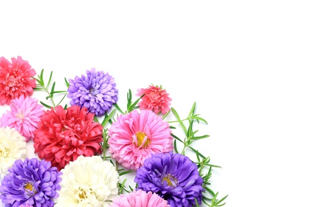 I took  aster in a white background の写真素材