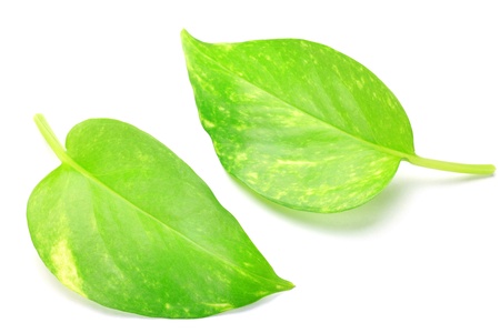 I took the leaf of the pothos in a white background.