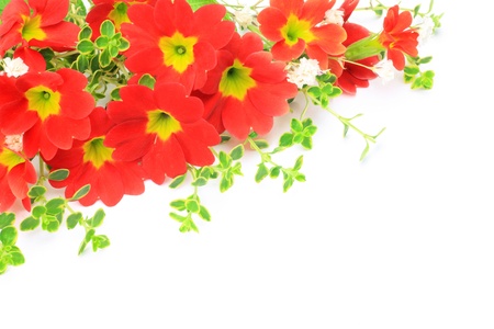 I took primrose Julian in a white background.の写真素材