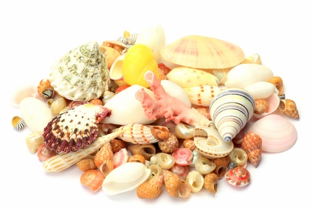 I took many shells in a white background 