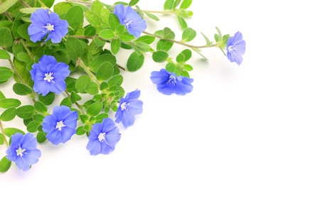 I took American blue in a white .の写真素材