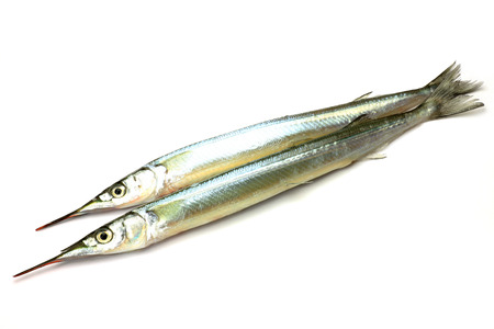 halfbeakの写真素材