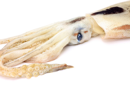 cuttlefishの写真素材
