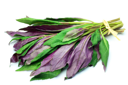 Okinawa spinachの写真素材