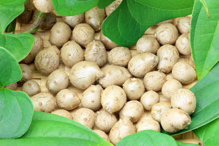 bulbilの写真素材