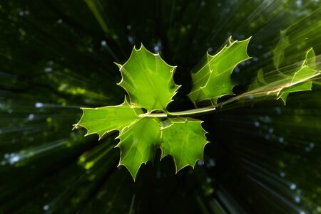 abstract effects on tree leaves, shigning light and movement. mystic nature, forest spirits.