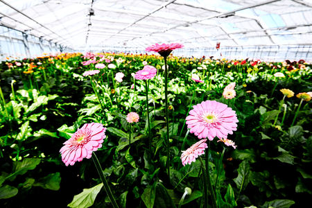 Flowers in a greenhouseの写真素材