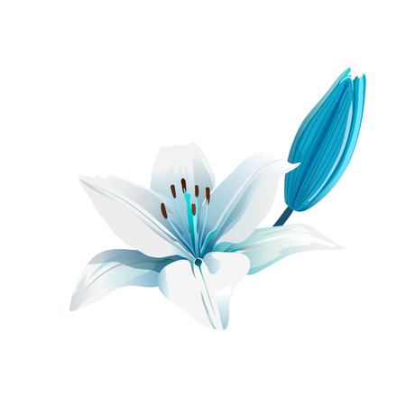 White and blue flower Isolatedのイラスト素材