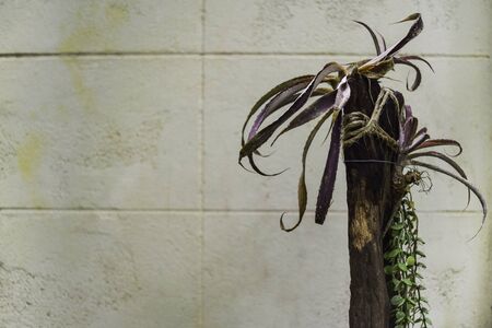 Tillandsia live on stubの写真素材