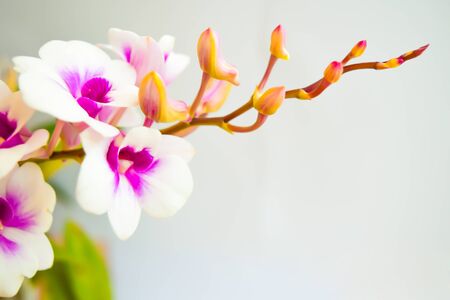 White Orchid flower on grey backgroundの写真素材