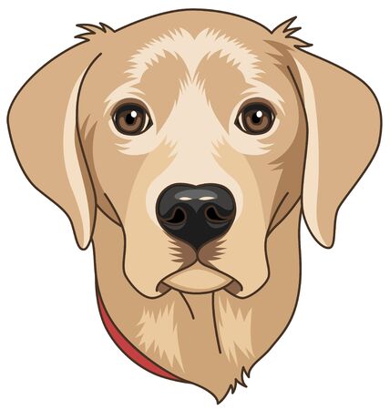 Head of beige cartoony labrador isolated on white background. Dog is symbol of 2018 year
のイラスト素材