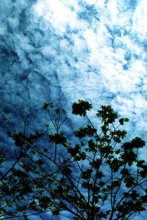 Tree & the skyの写真素材