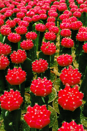 Cactus plant in redの写真素材