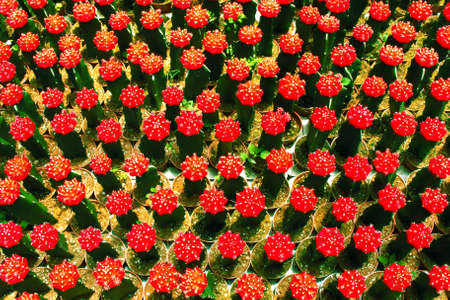 Many red cactus plantの写真素材
