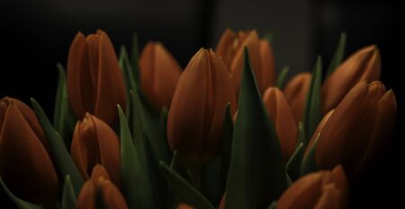 Tulipの写真素材