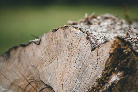 A close up of a log with a green backgroundの写真素材