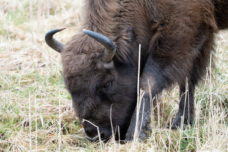 A Close-up of European bison eating breakfast in a national park