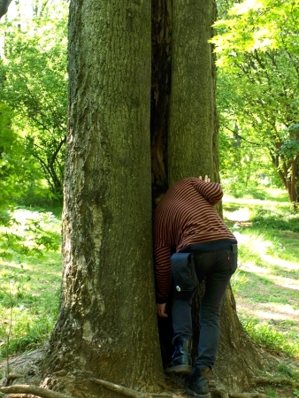 Tree hollowの写真素材