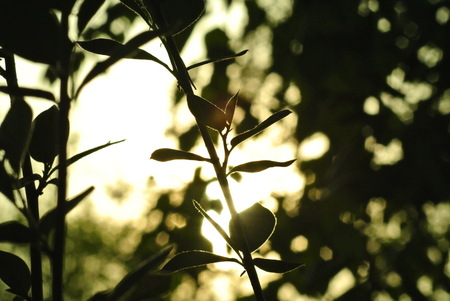 leaves at sunsetの写真素材