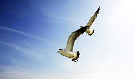 The two gulls are freely and symmetrically fluttering.の写真素材