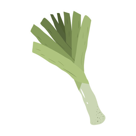 Green leek in hand drawn style.のイラスト素材
