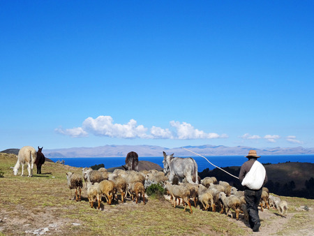 Shepherd with Herd on Lake Titicaca, Isla del Sol, Boliviaの写真素材