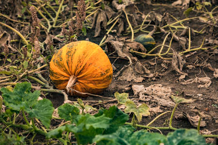 A single distinctive pumpkin in a field with lots of ready-to-harvest pumpkins in southern Germanyの写真素材