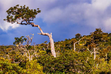 A striking tree along a hiking trail in the lush green nature of the Black River Gorges rainforest...