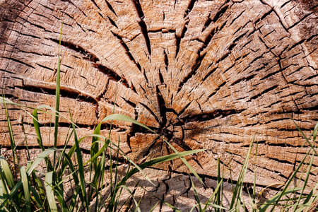 The distinctive grain of a felled tree trunk with wooden rings and many cracksの写真素材