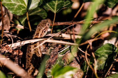A lizard in the undergrowth on a river bank on the Rhine