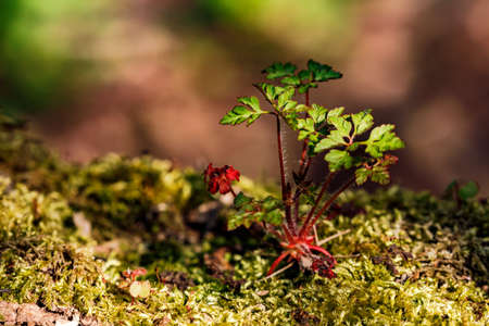 Close-up of a epiphyte on a moss-covered tree trunk in the protected forestの写真素材