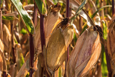 Ripe corn on the cob in the dry field are ready for harvest and forage processingの写真素材