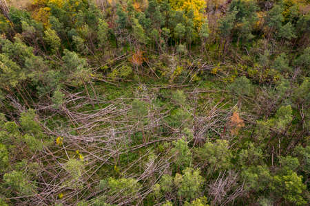 Dead spruce trees with brown branches caused by storms tree breaks in a forest in Germanyの写真素材