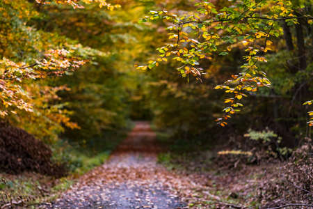 A forest path in a mixed forest in autumn shows the autumn mood in the foregroundの写真素材