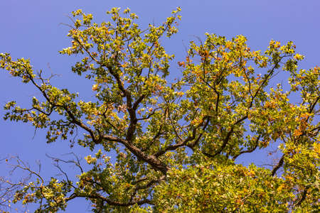 In a mixed forest in autumn there is an autumn mood as well as a stron German oakの写真素材