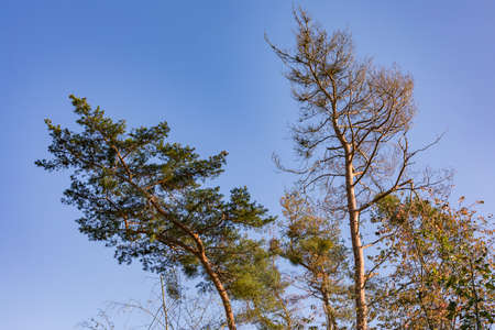 Striking trees against a blue sky in a mixed forest in autumn shows signs of disease from drought and climate changeの写真素材