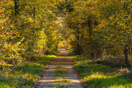 A forest poster with four trees and leaves in a colorful autumn mood in the backlightの写真素材